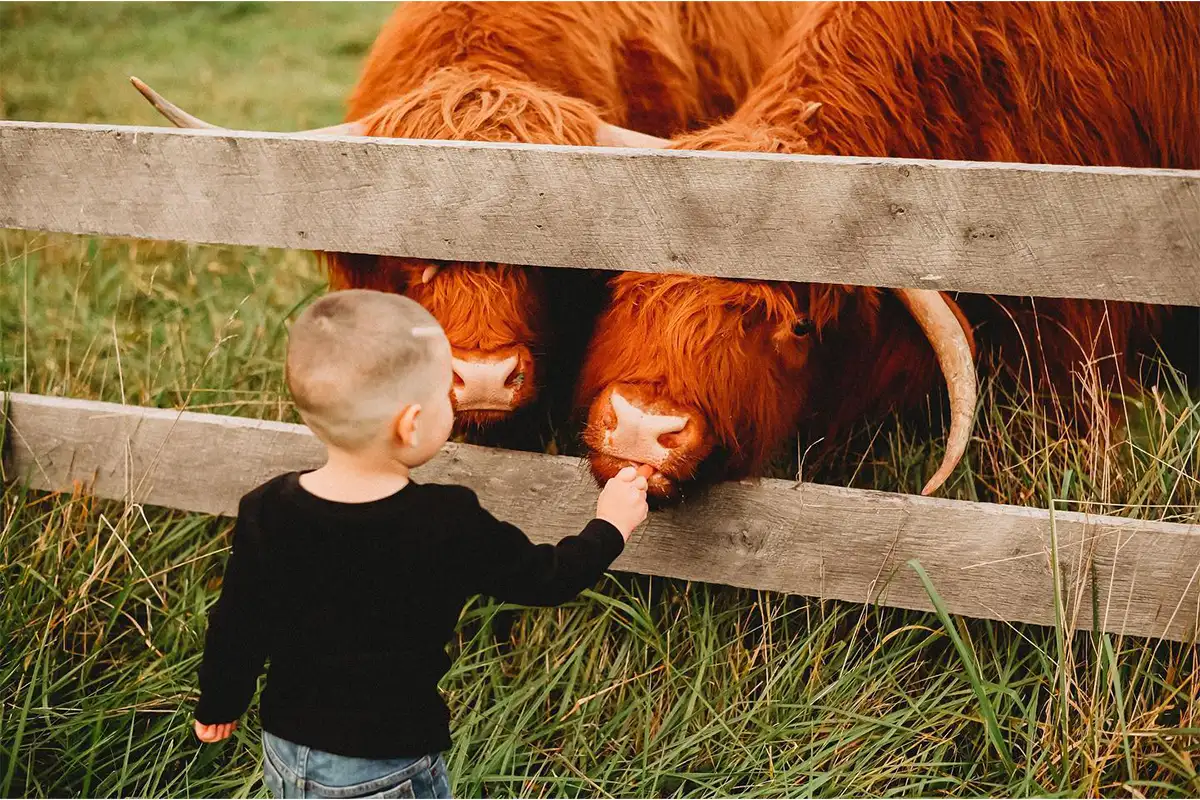 a little boy feeds Highland Cows through a fence
