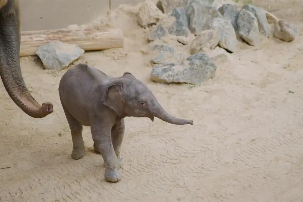 linh mai baby elephant at National Zoo