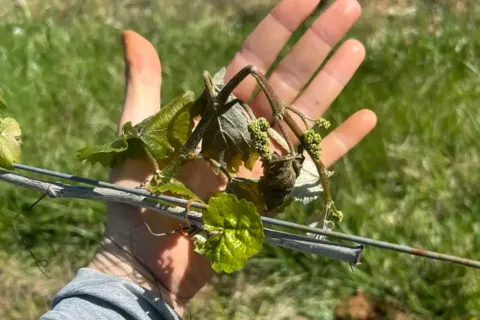 a man's hand holds damaged grapes at Linden Vineyards