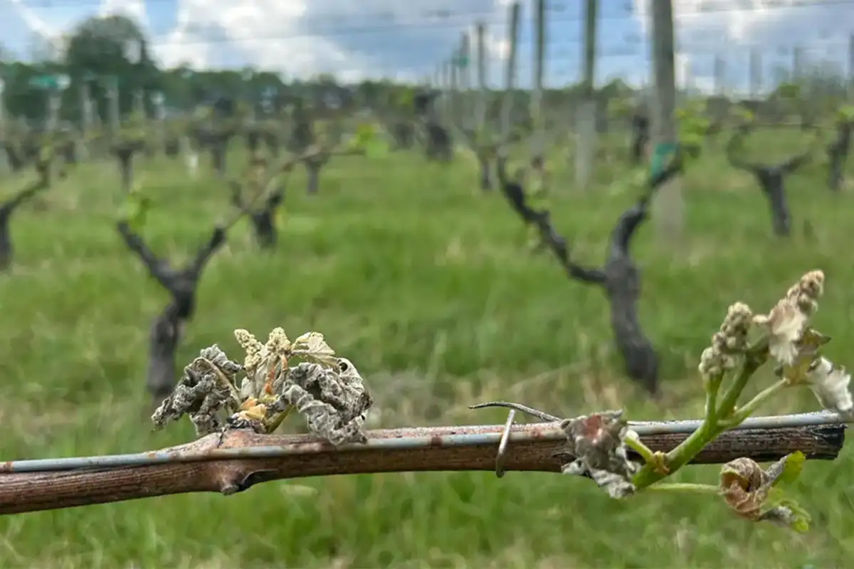 Grapevines damaged by the spring frost at Linden Vineyards (Courtesy Linden