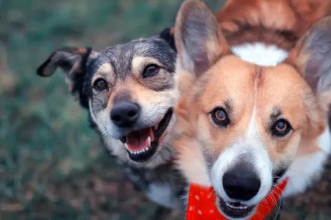 two dogs outside in the grass looking up at the camera