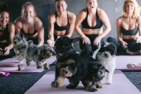 Puppies and Pilates