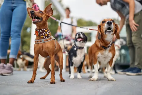 3 dogs on leashes with people standing in the background