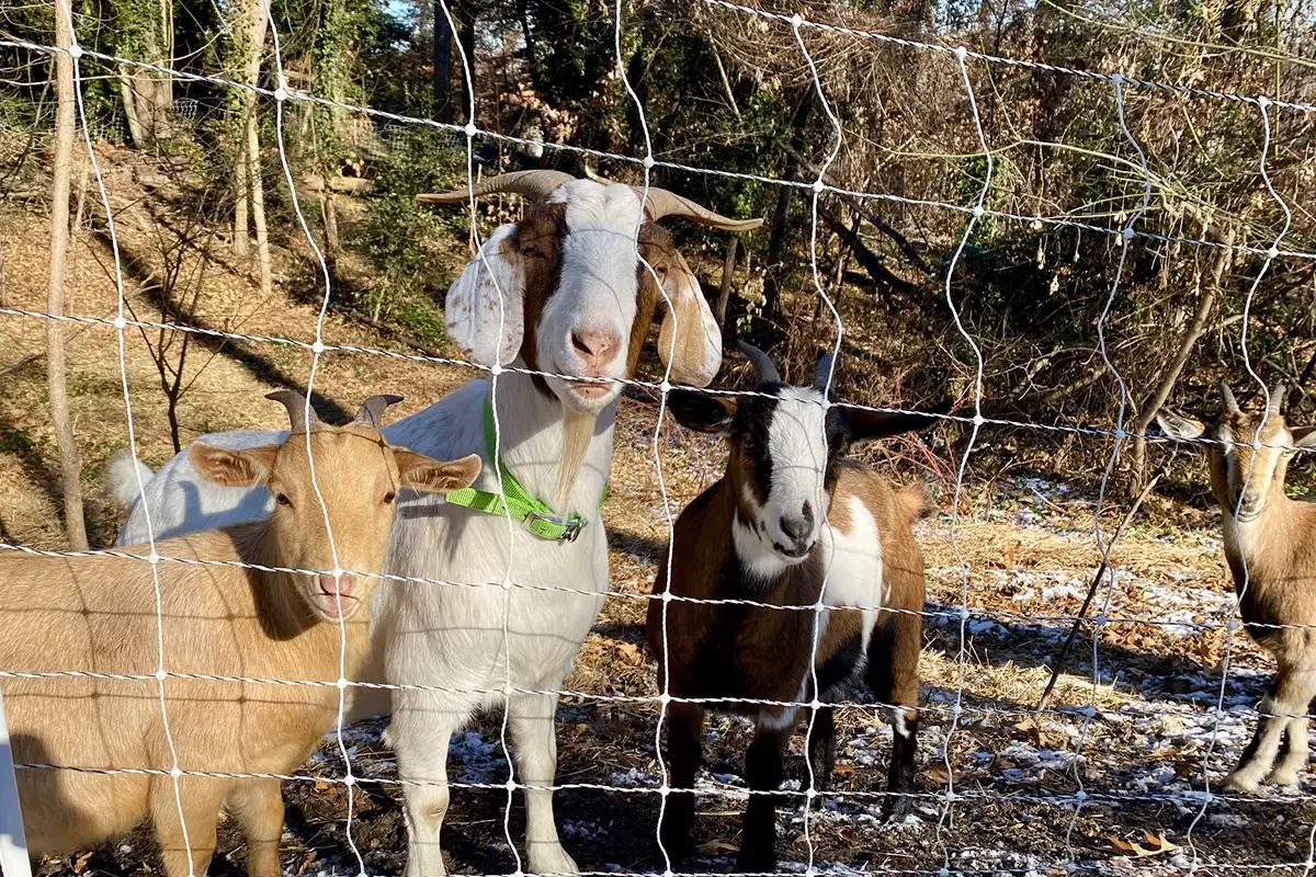 Three goats looking at the camera on the campus of the University of Mary Washington