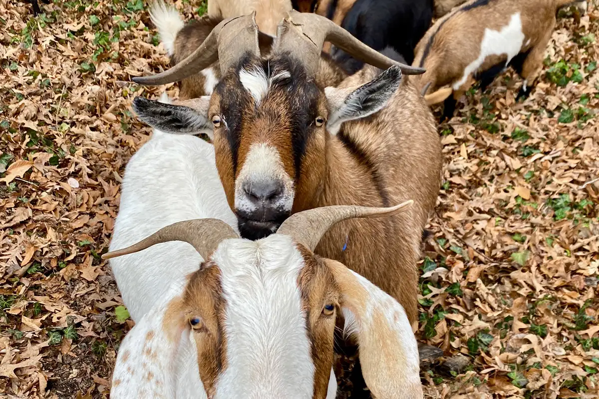 Two goats looking at camera on campus of the University of Mary Washington