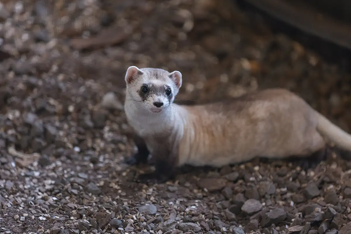 Black-Footed Ferret 