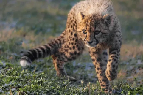 Cheetah cub