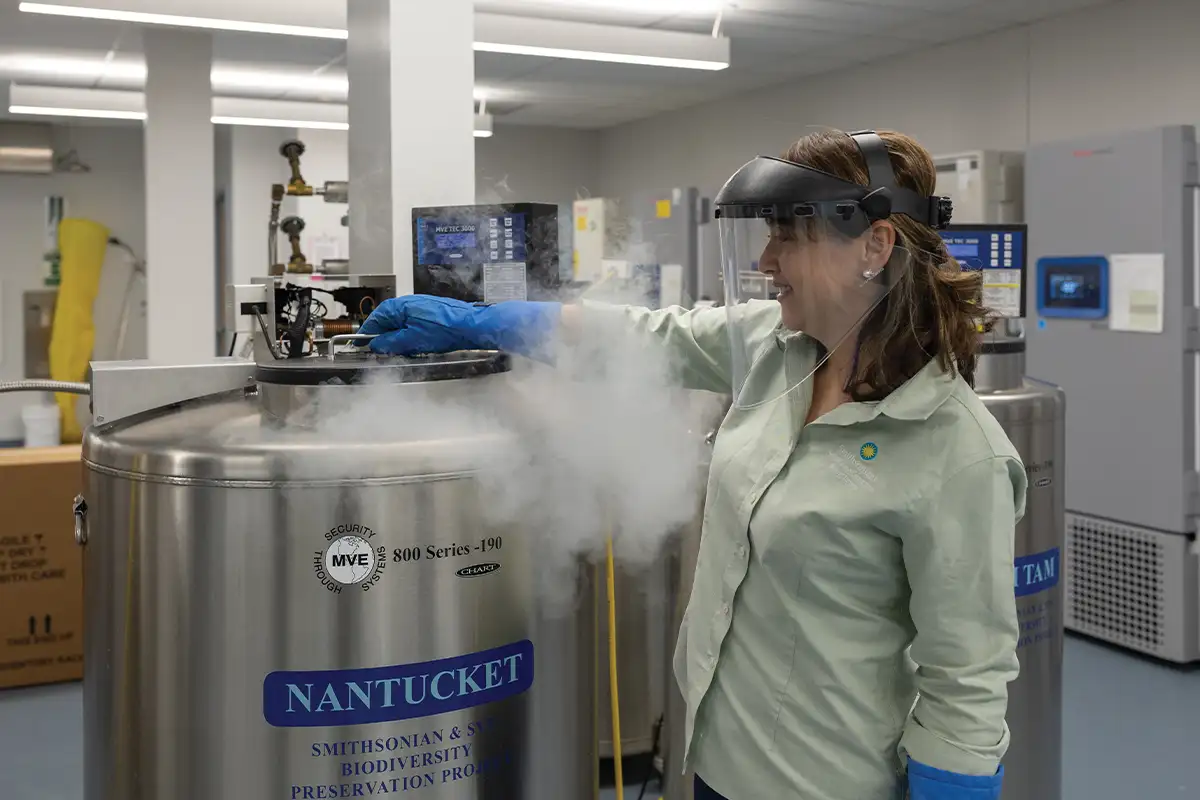 Researchers like reproductive biologist Jennifer Nagashima store tissue samples in the campus' cryopreservation facilities to help repopulate endangered species. 