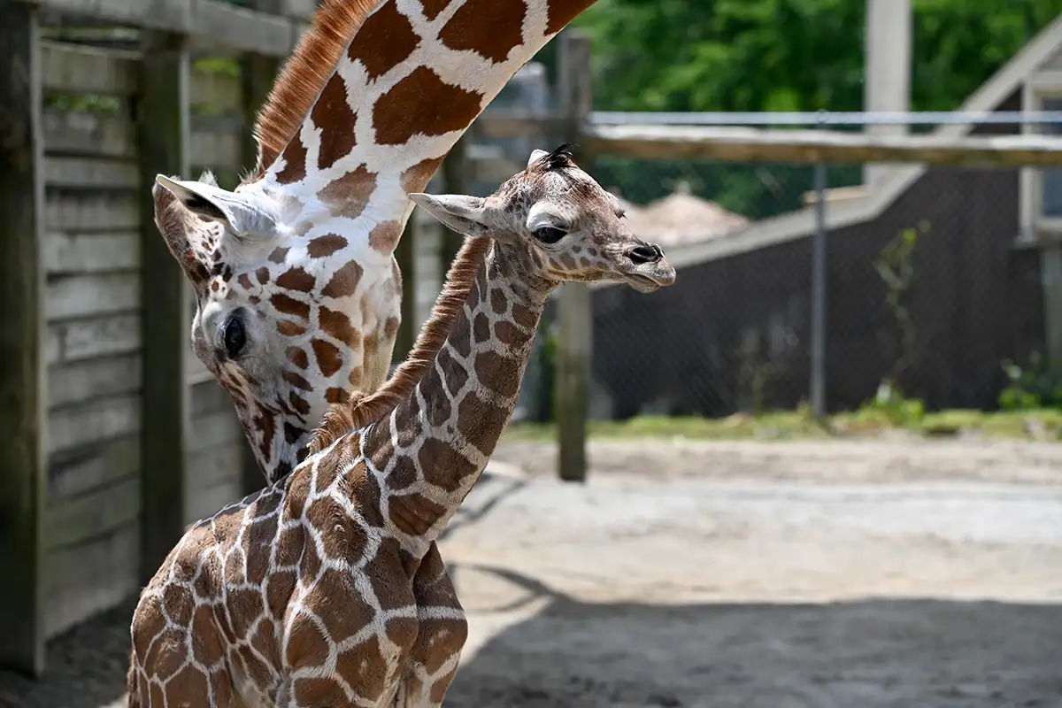 baby giraffe