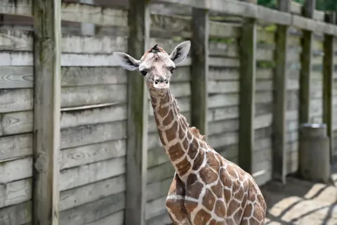 Baby giraffe