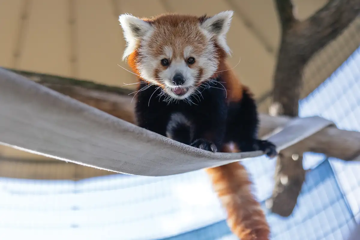Red Panda