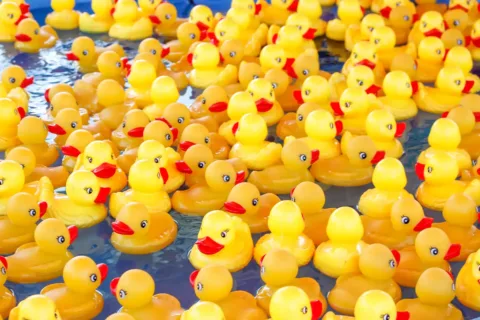 dozens of rubber ducks in a pool