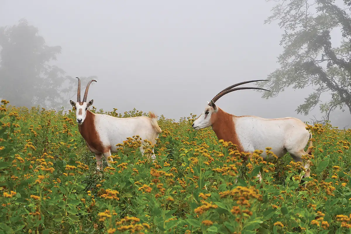 Scimitar-Horned Oryx