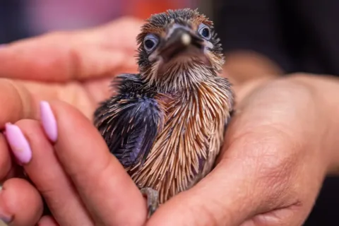 Sihek chick