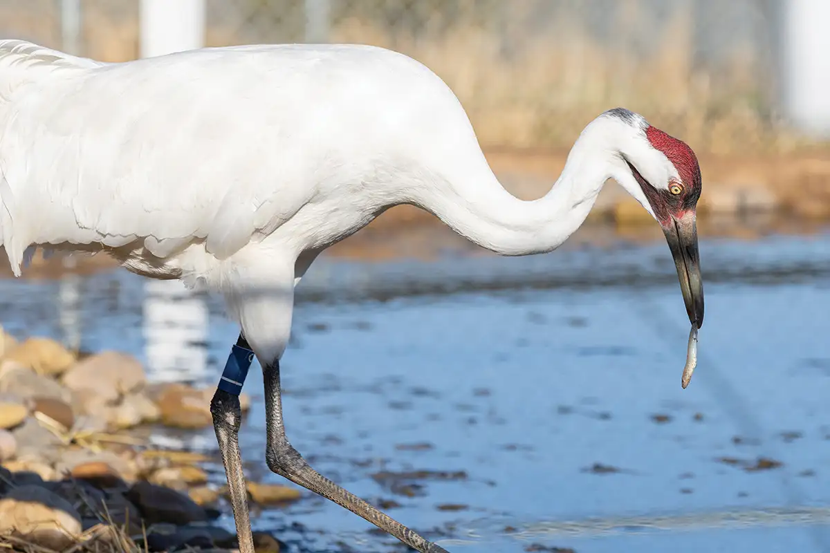 Whooping Crane