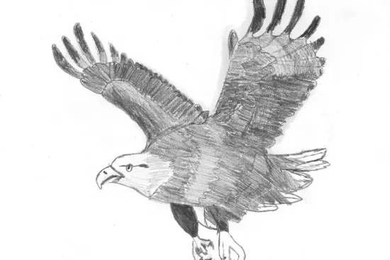 drawing of an eagle by 10-year-old artist William Ubben