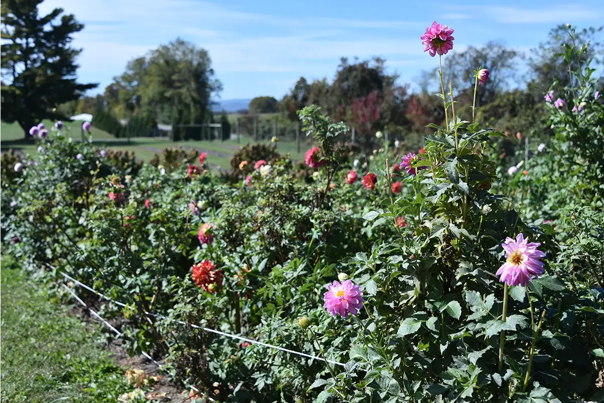 Hope Flower Farm & Winery in Loudoun County