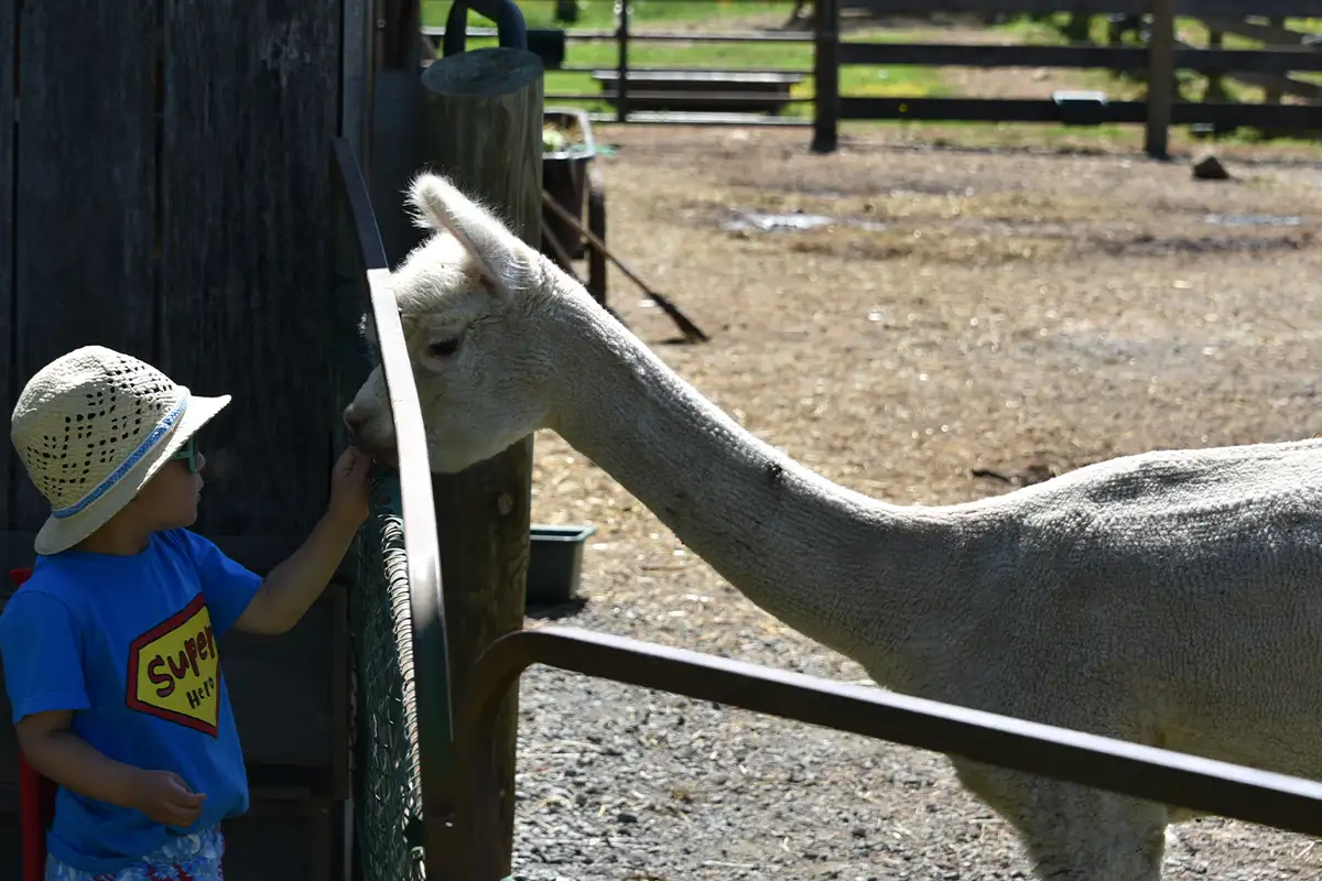 a child pets an alpaca at Double 8 Alpaca Farm in Loudoun County