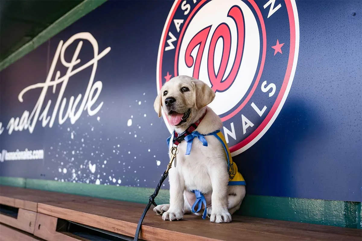 Washington Nationals’ Team Dog to Make its Debut on Friday