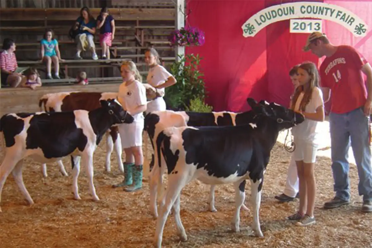 Kids petting and guiding cattle at Loudoun County Fair