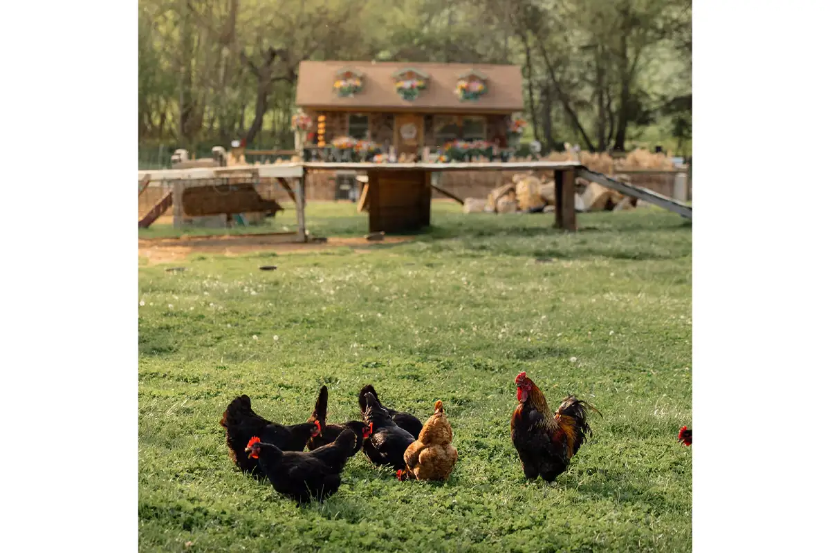 Chickens outside Cozy Nanny cabin
