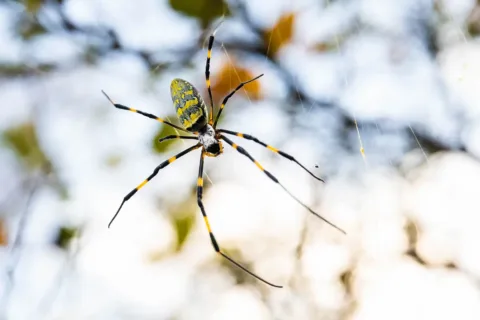 Joro Spider