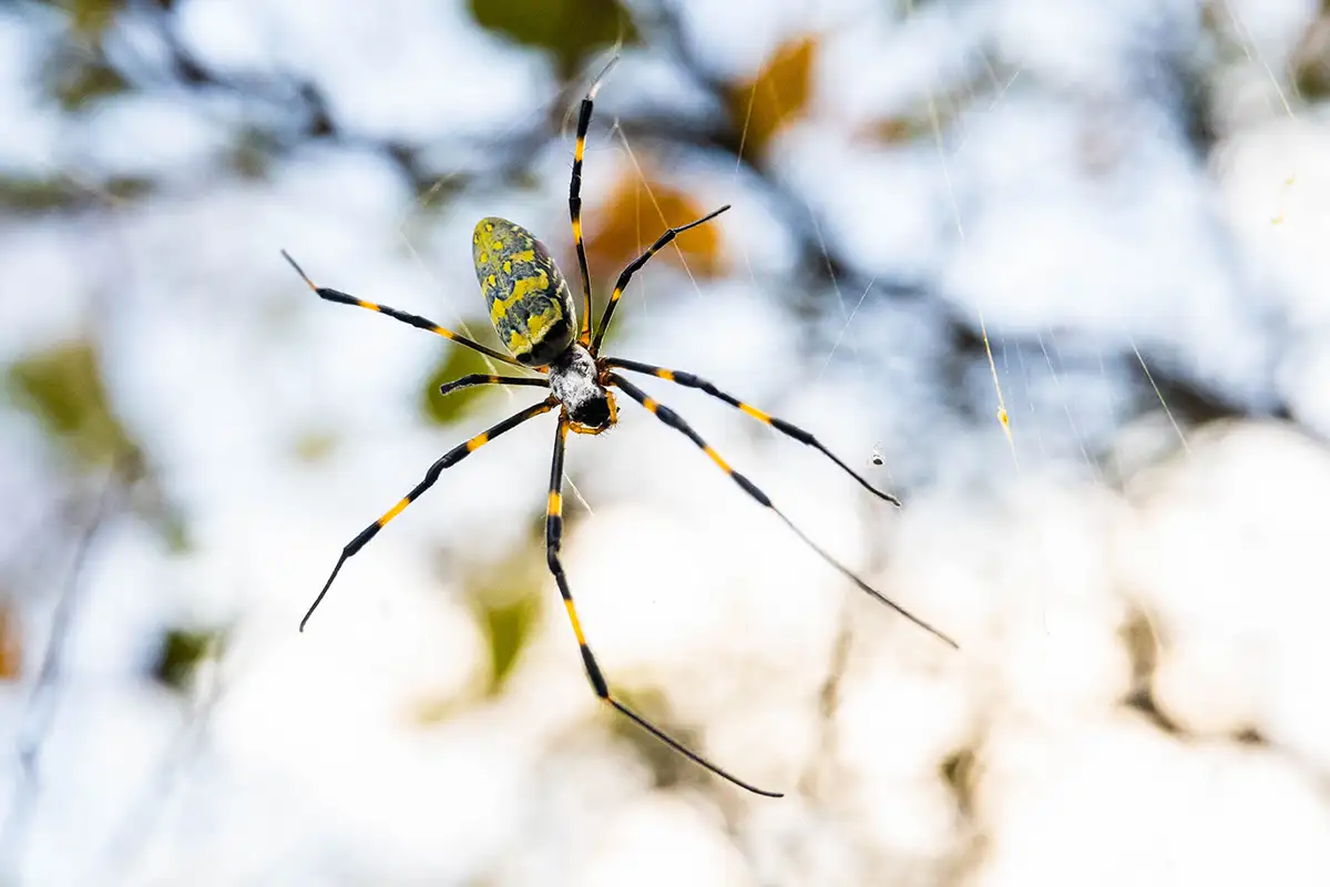 Joro Spider