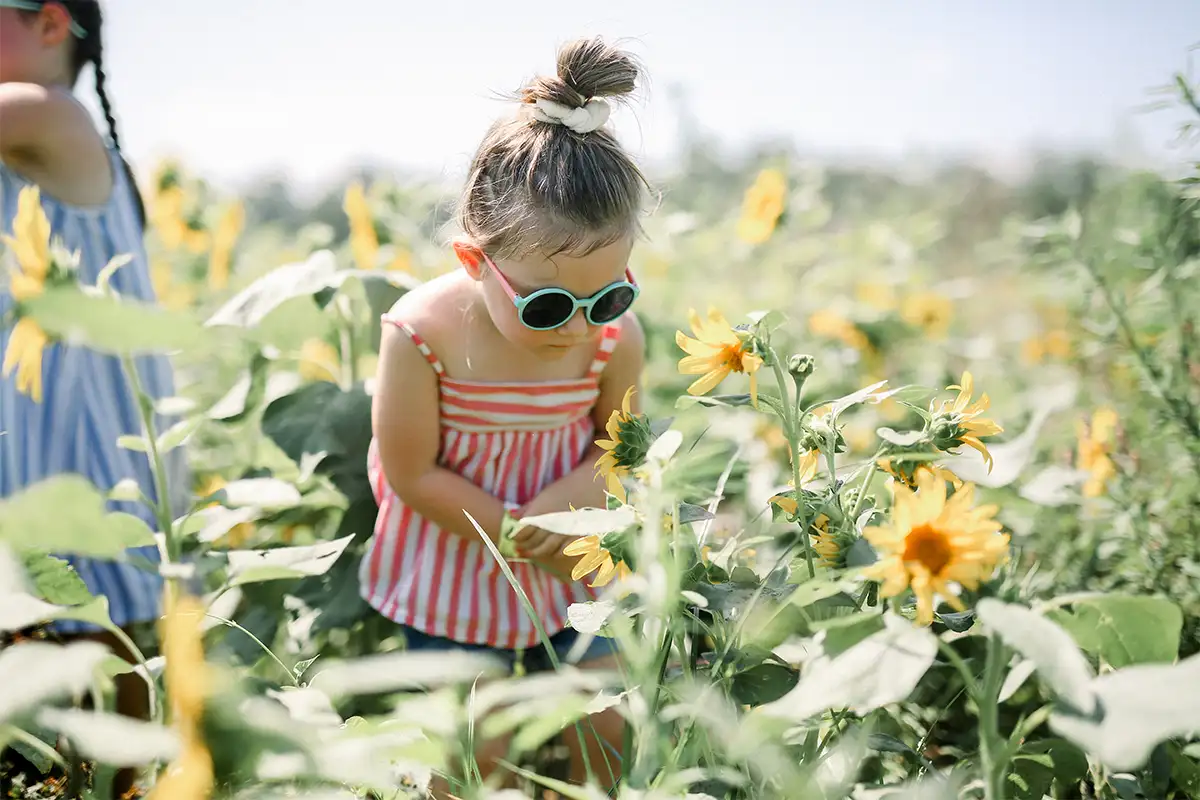 a young girls looks at sunflowers in a field at Great Country Farms