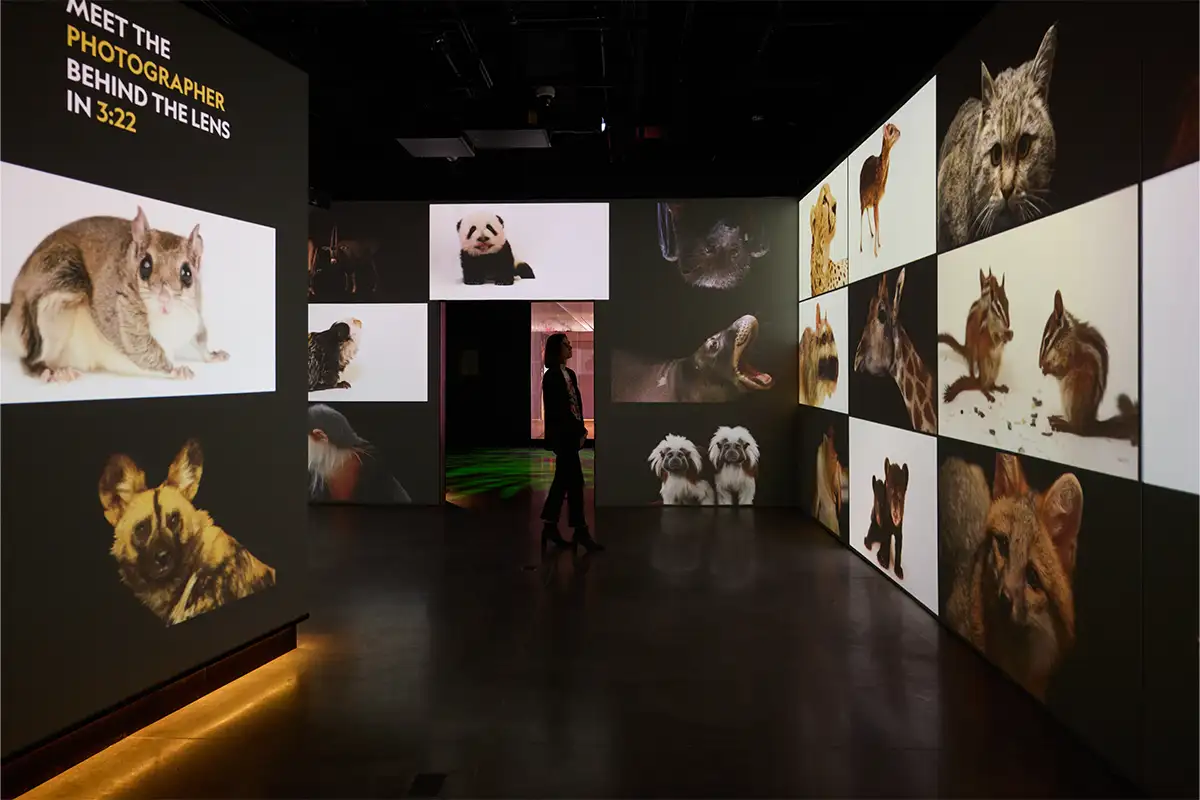 Woman looking at photos of animals at the National Geographic Museum