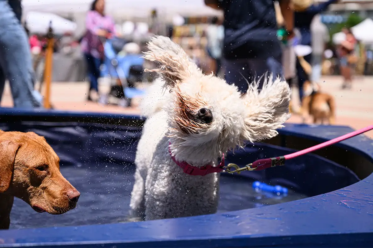 dogs in a pool of water at Paws on the Plaza