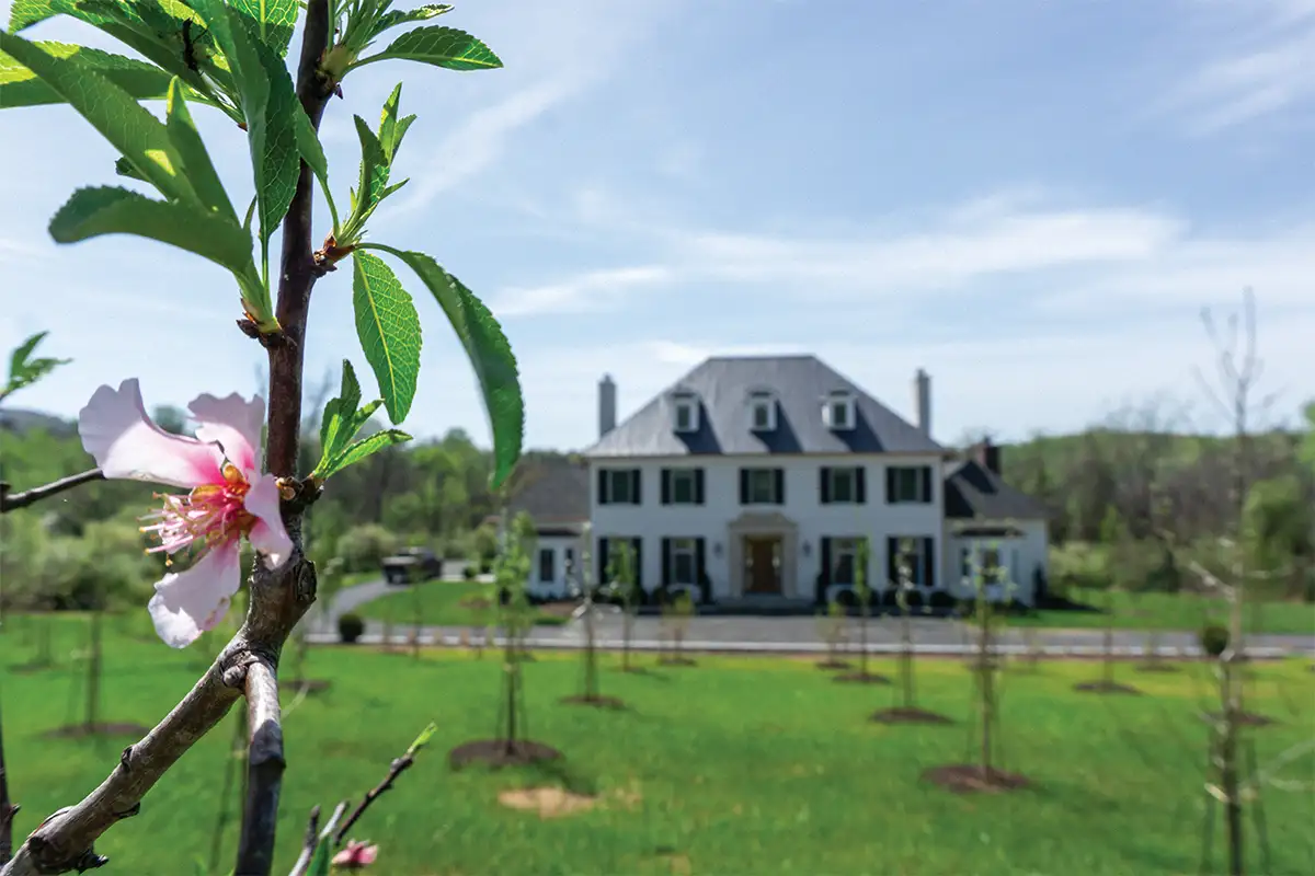 Elberta peach grows at The Farm 1858