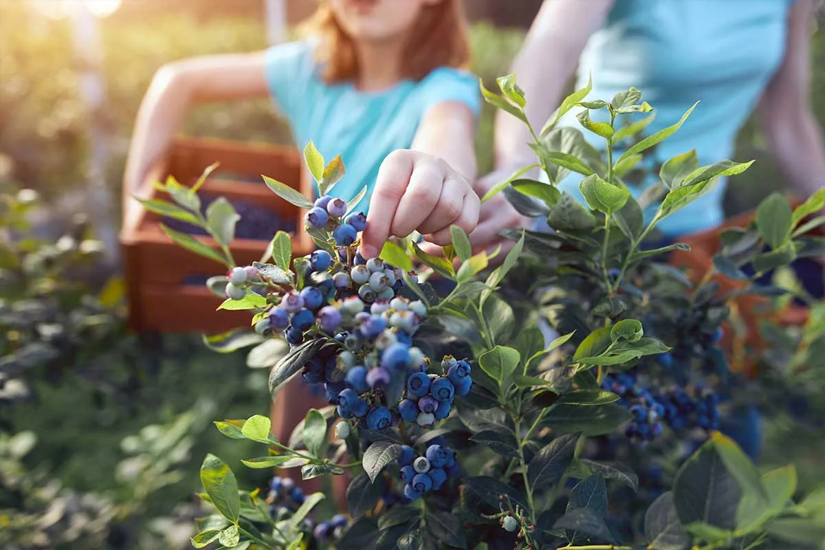 person picking blueberries