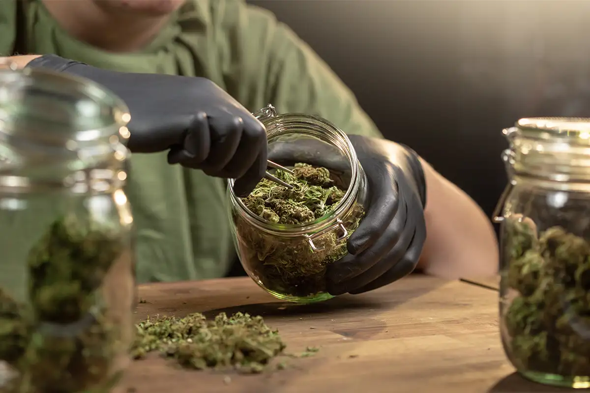 Cannabis buds in a glass jar ready for consumption.