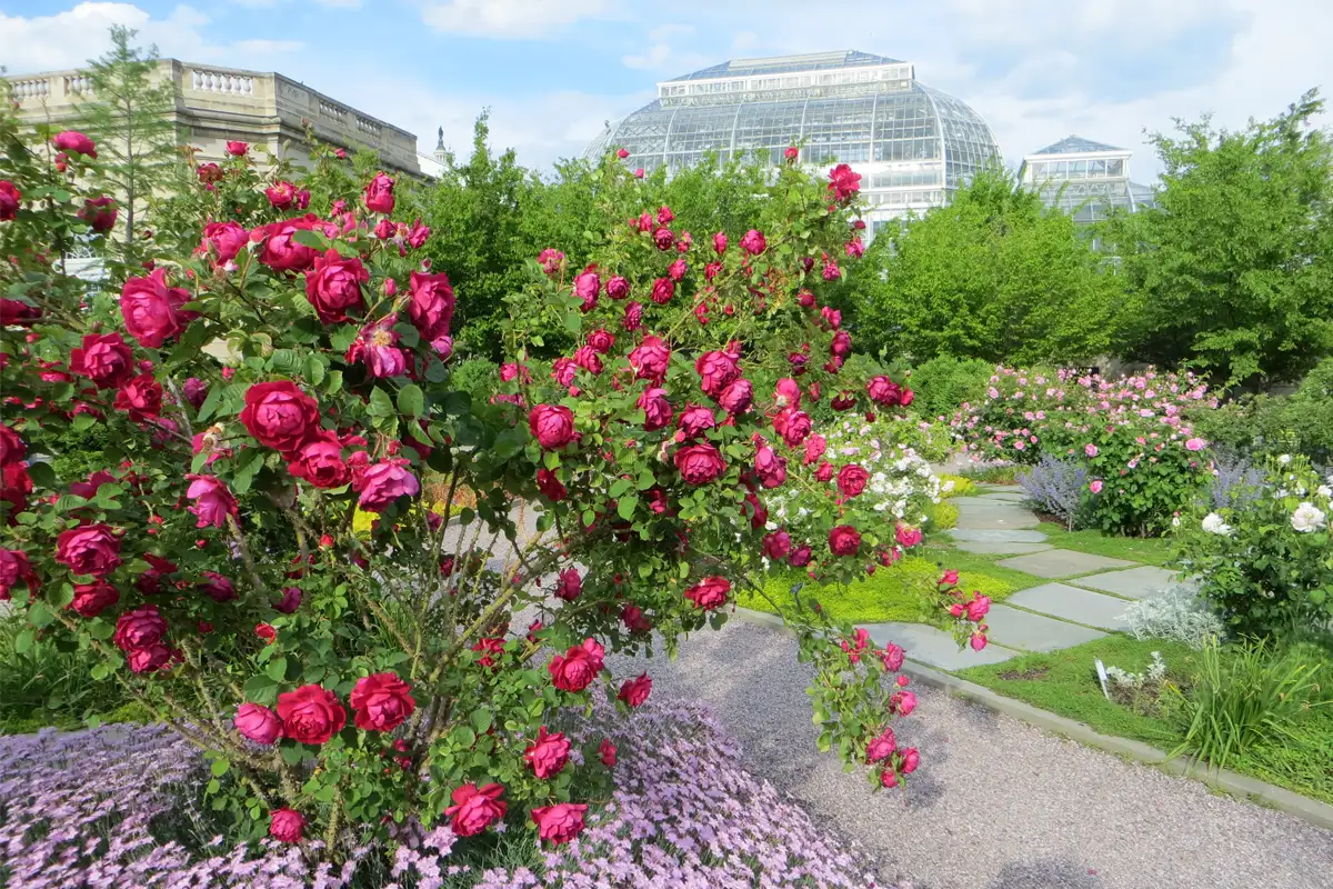 American dogwood bush at the U.S. Botanic Garden