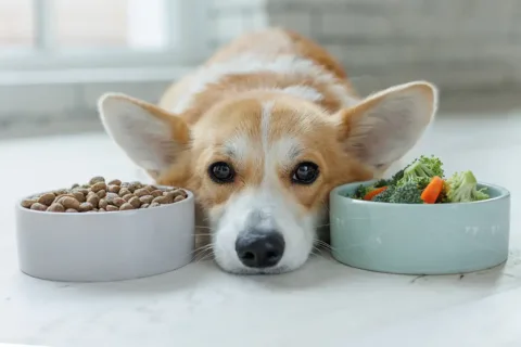 Dog laying down with two bowls of food next to his head