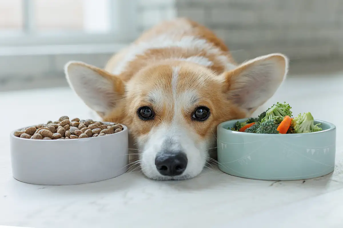Dog laying down with two bowls of food next to his head