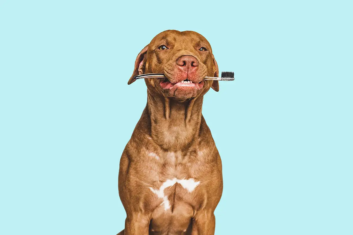 Dog holding toothbrush in mouth