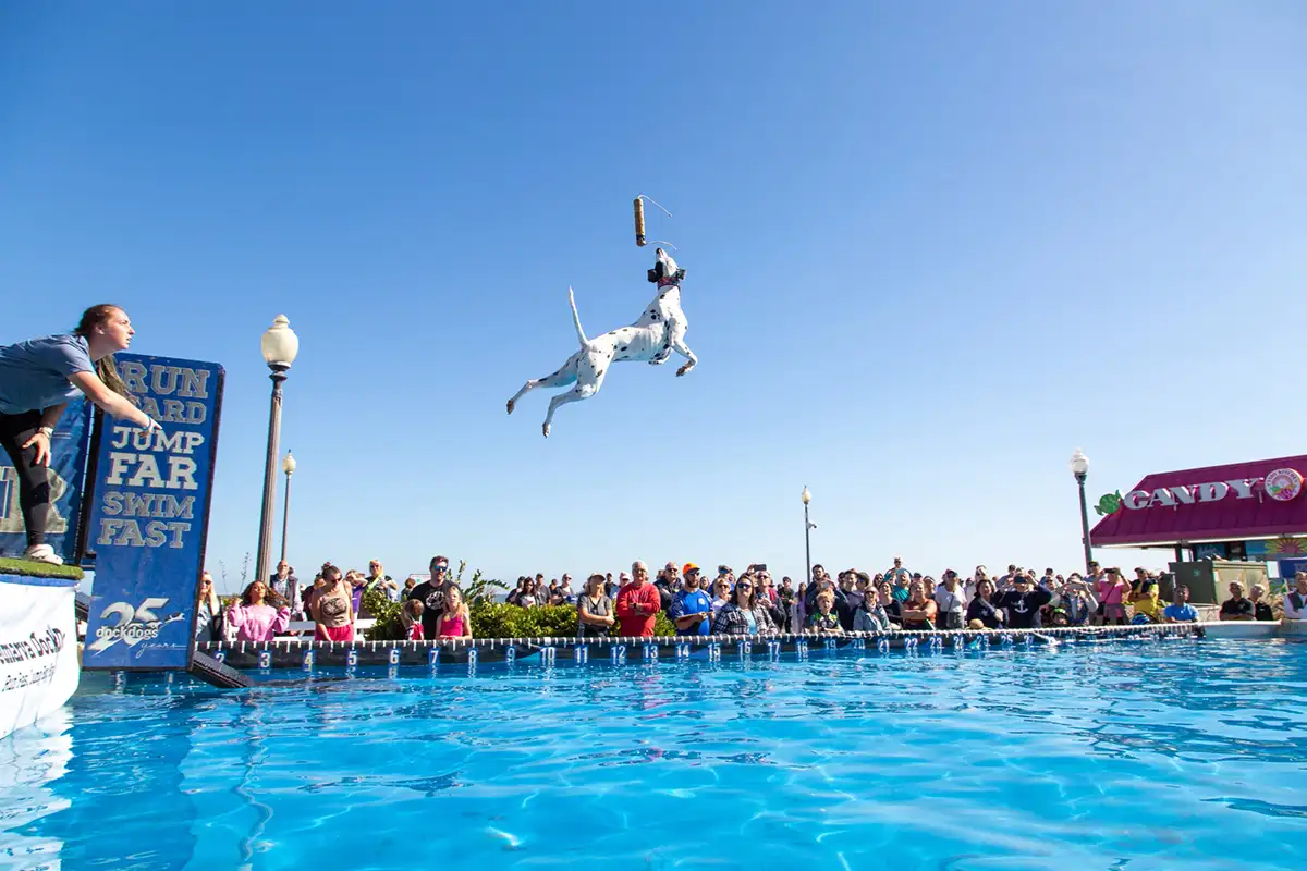 Dog jumping in DockDogs competition