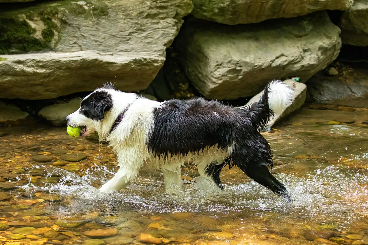 A dogs with a tennis ball in its mouth runs though the water at Glencarlyn Park in Arlington