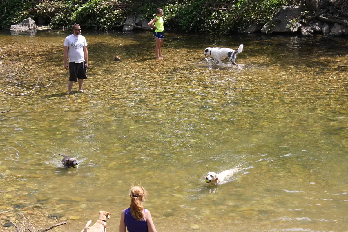 dogs and their owners in the water at Shirlington Park