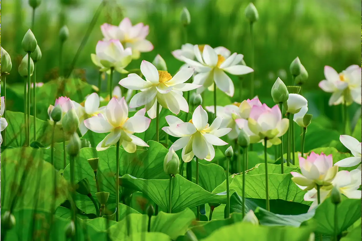 Lotus plants at Kenilworth Aquatic Gardens in Washington, DC.