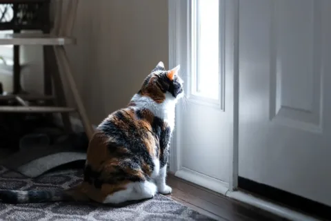 cat experiencing separation anxiety