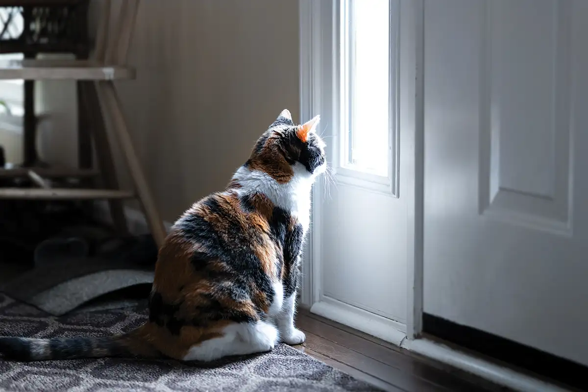 cat experiencing separation anxiety