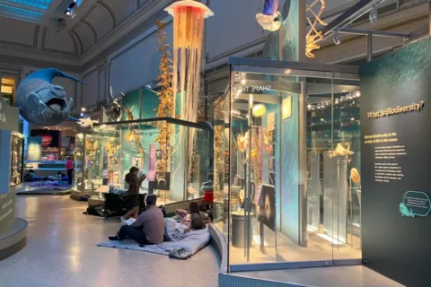 people sit on the floor in front of the Smithsonian exhibits during a sleepover event