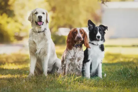3 dogs sitting side by side in the grass