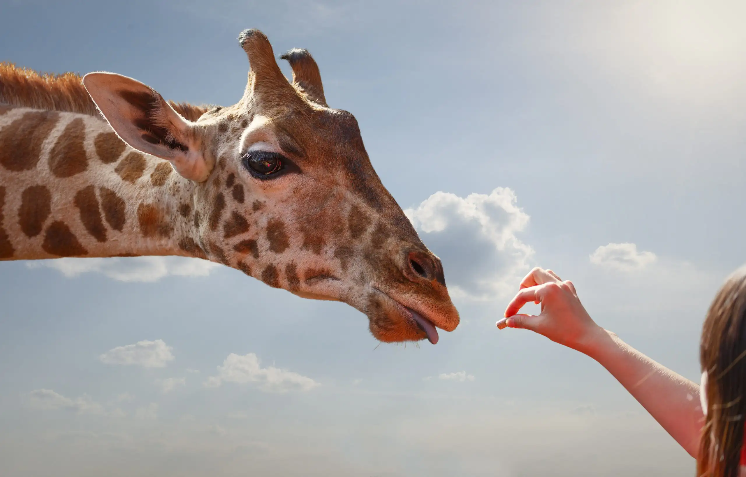 a young girl feeds a giraffe