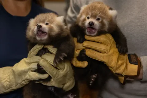 2 red panda cubs