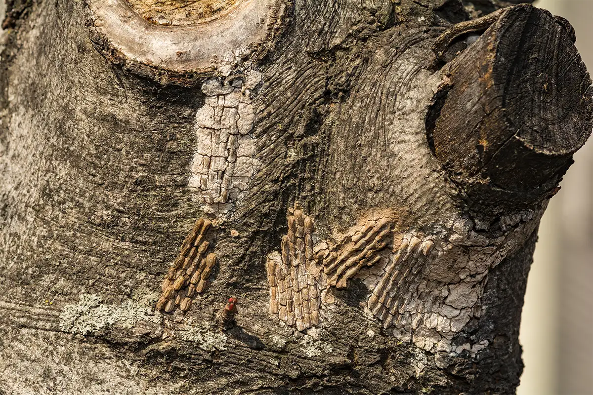 Spotted lanternfly egg mass