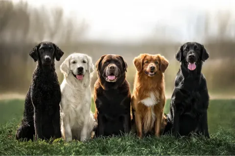 5 dogs of different breeds sitting in the grass