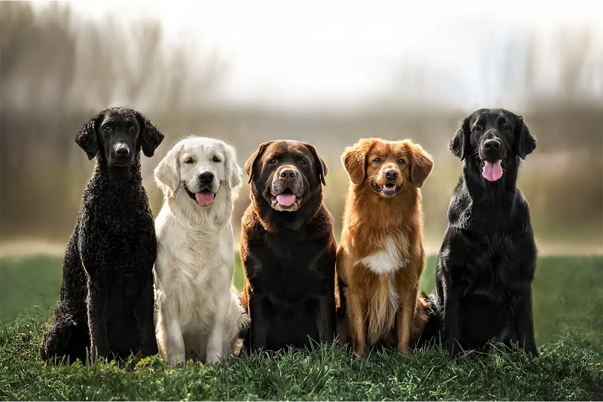 5 dogs of different breeds sitting in the grass